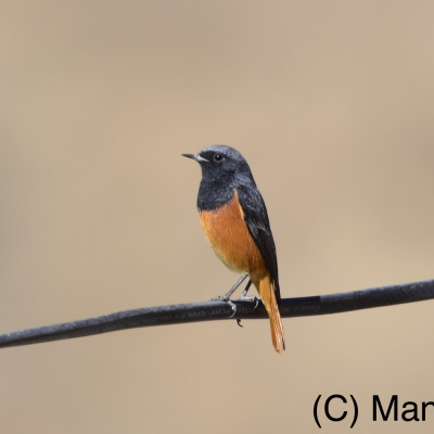 Black redstart
